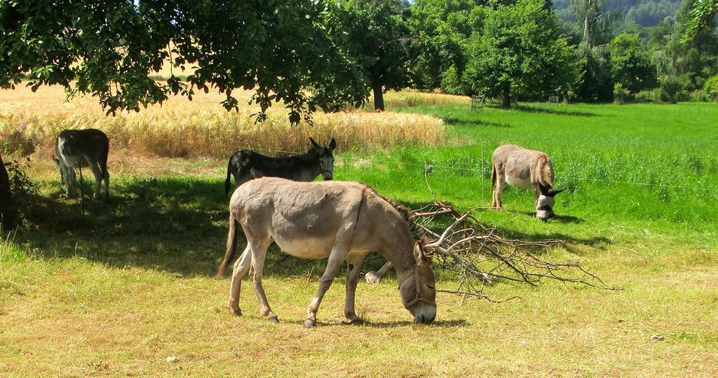 Ferienwohnung Makowitschka Крайша Номер фото
